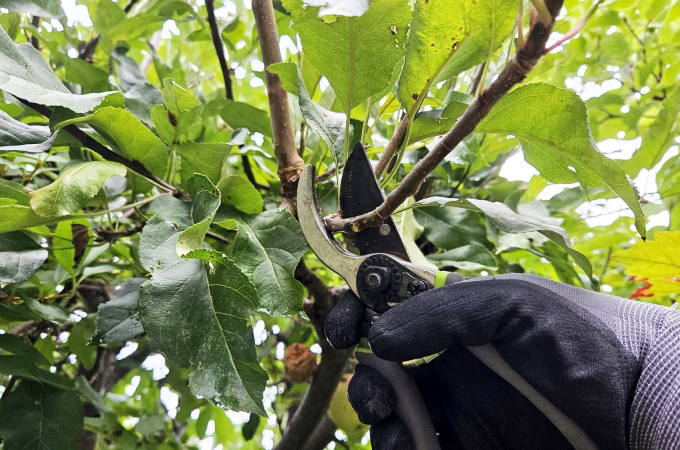 Nahaufnahme von einer Gartenschere beim Schneiden eines Apfelbaums